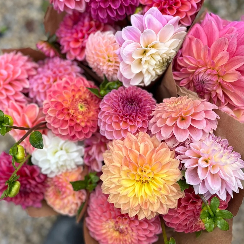 BUNDLE for @keciacollins